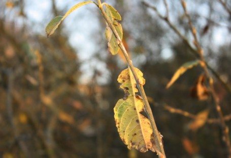 Leaf in autumn denmark