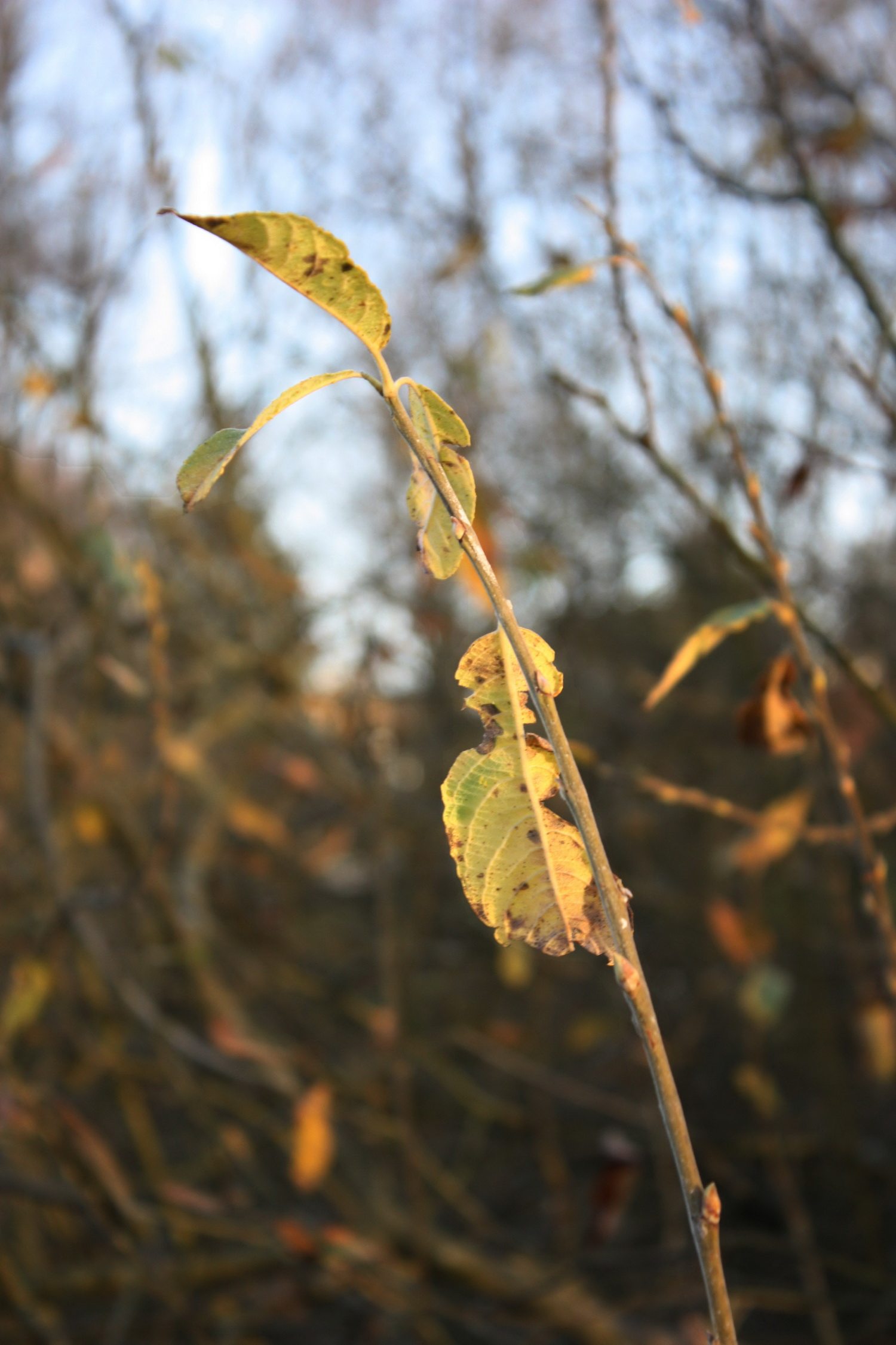 Leaf in autumn denmark