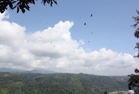 birds flying over Rio Blanco in ecuador