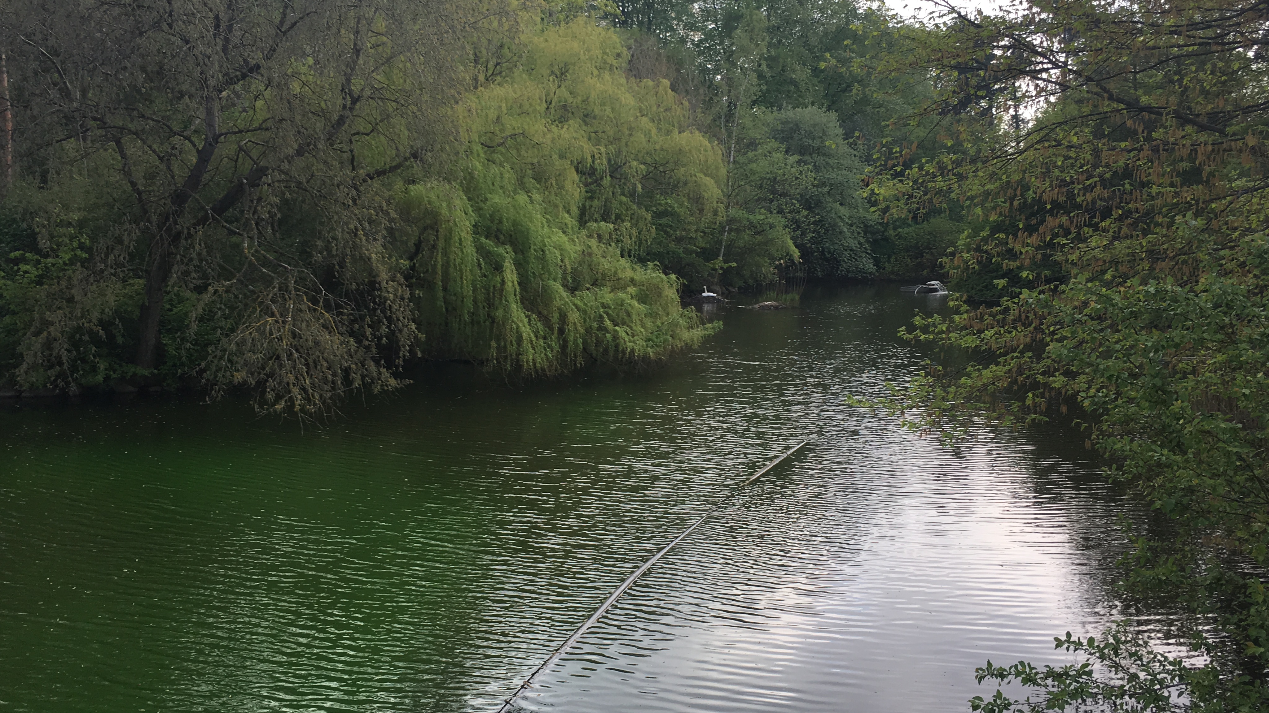 Lake in østerbro 2019