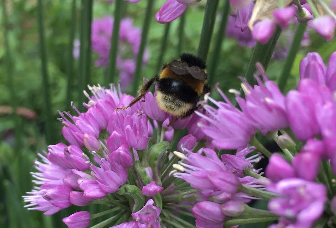 A bumble bee on a purple flower zoomed in