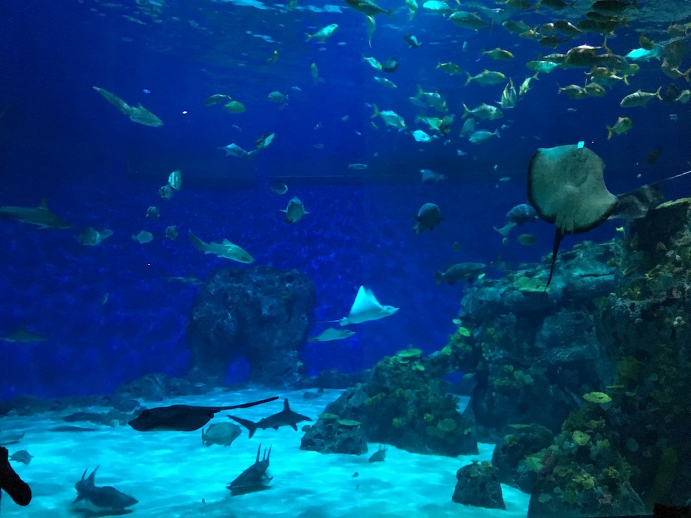 Den_blå_planet_denmark_2015_aquarium