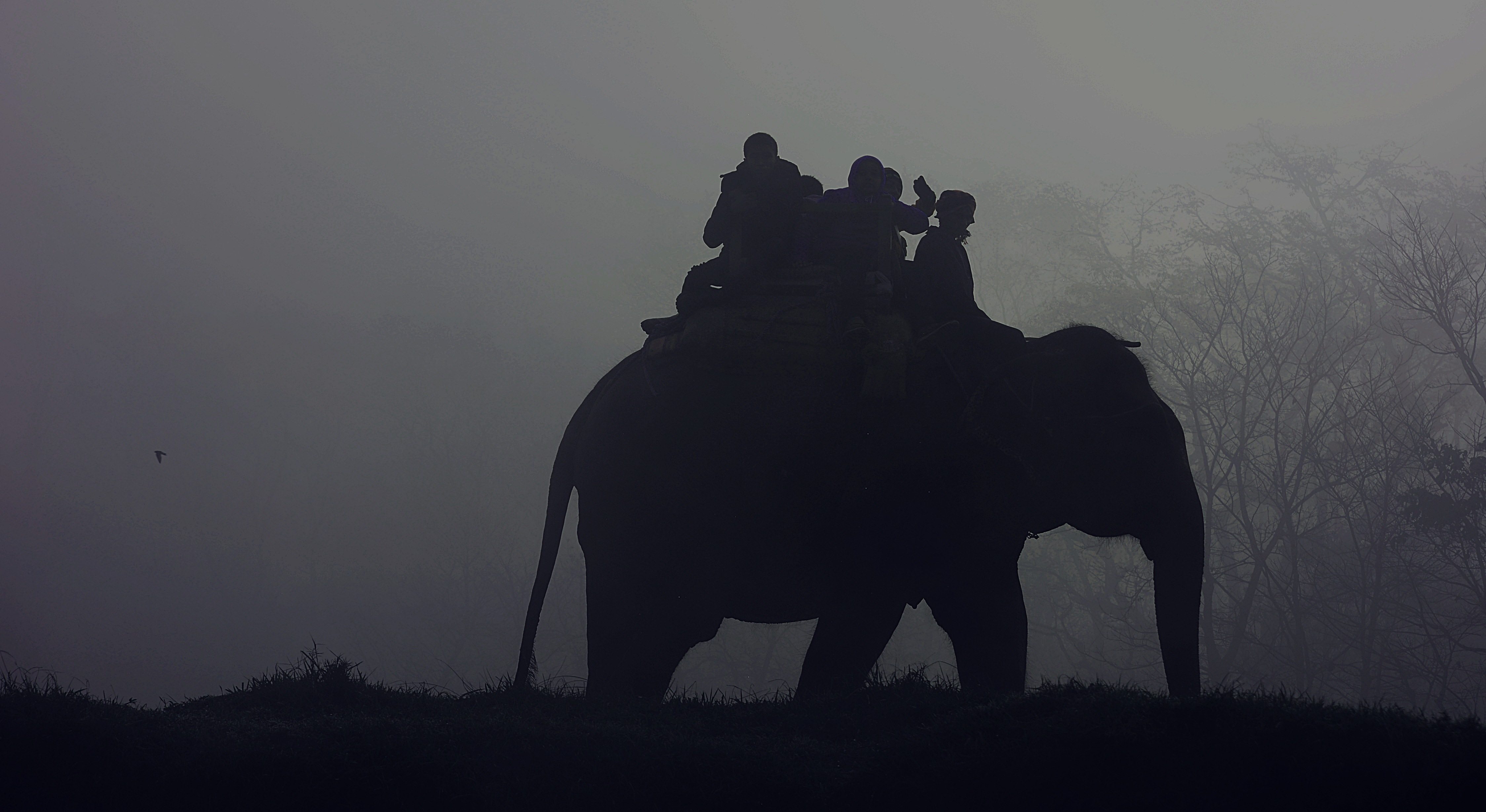 Elephant riders