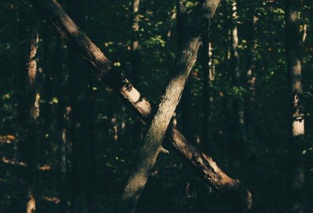 two trees in the forest with lights on them