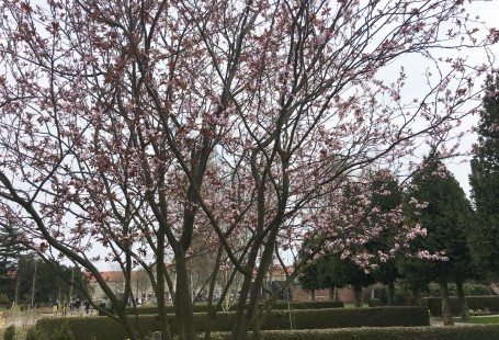 Spring is here sakura trees