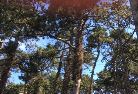 tree tops in denmark at summer