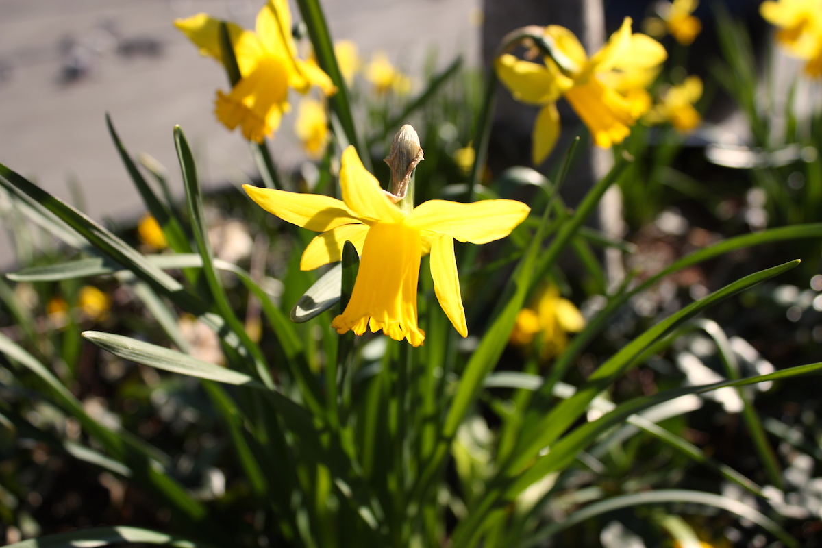 Yellow flower for easter 2021