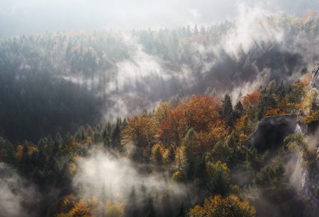 autumn shot of forest from above misty