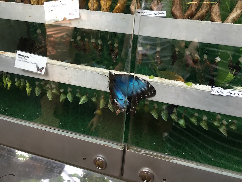 blue-butterfly-cph-zoo-2016