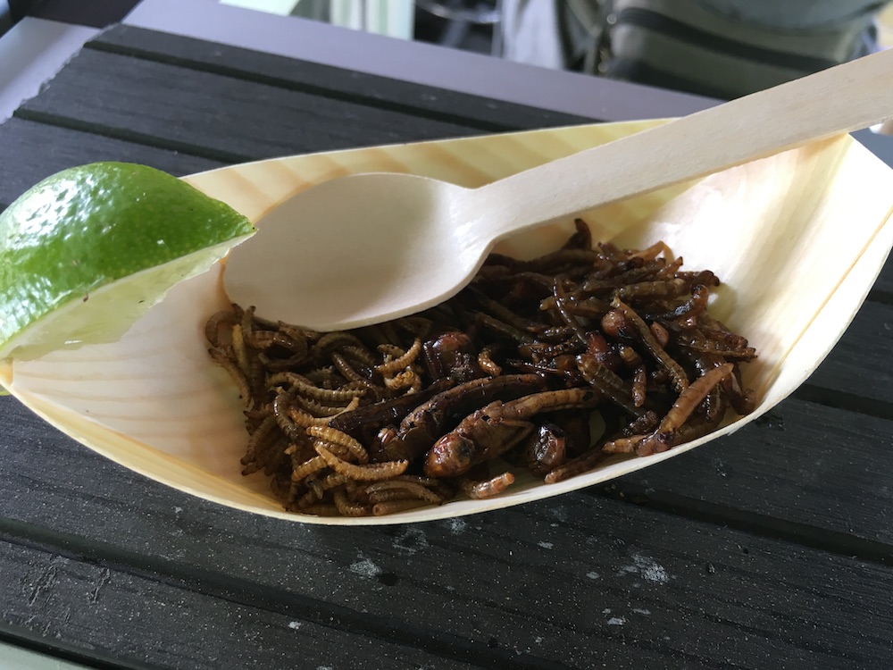 bugs-fried-in-soy-cph-zoo-2016