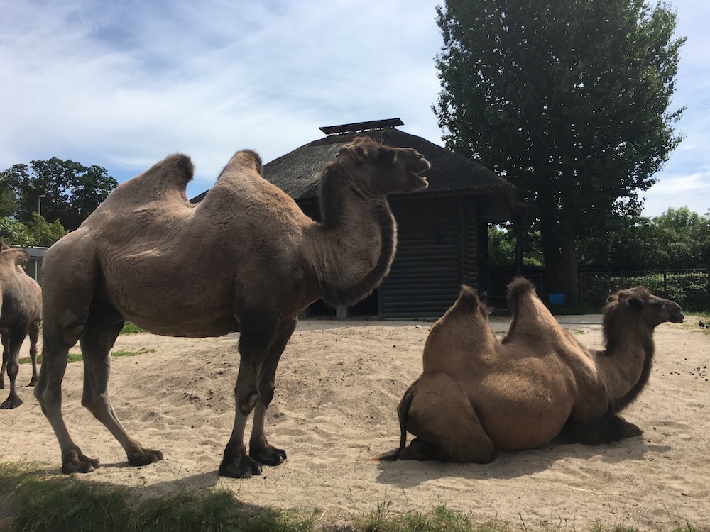 camels-in-copenhagen-zoo-2016