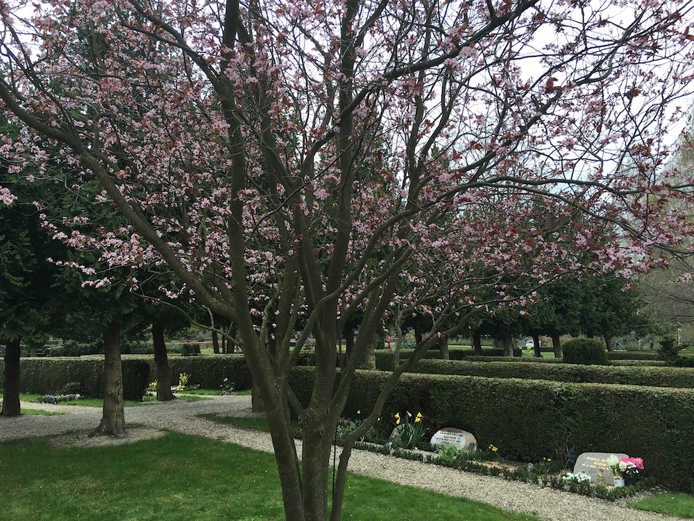 cherry-blossom-tree-grundtvigs-kirke