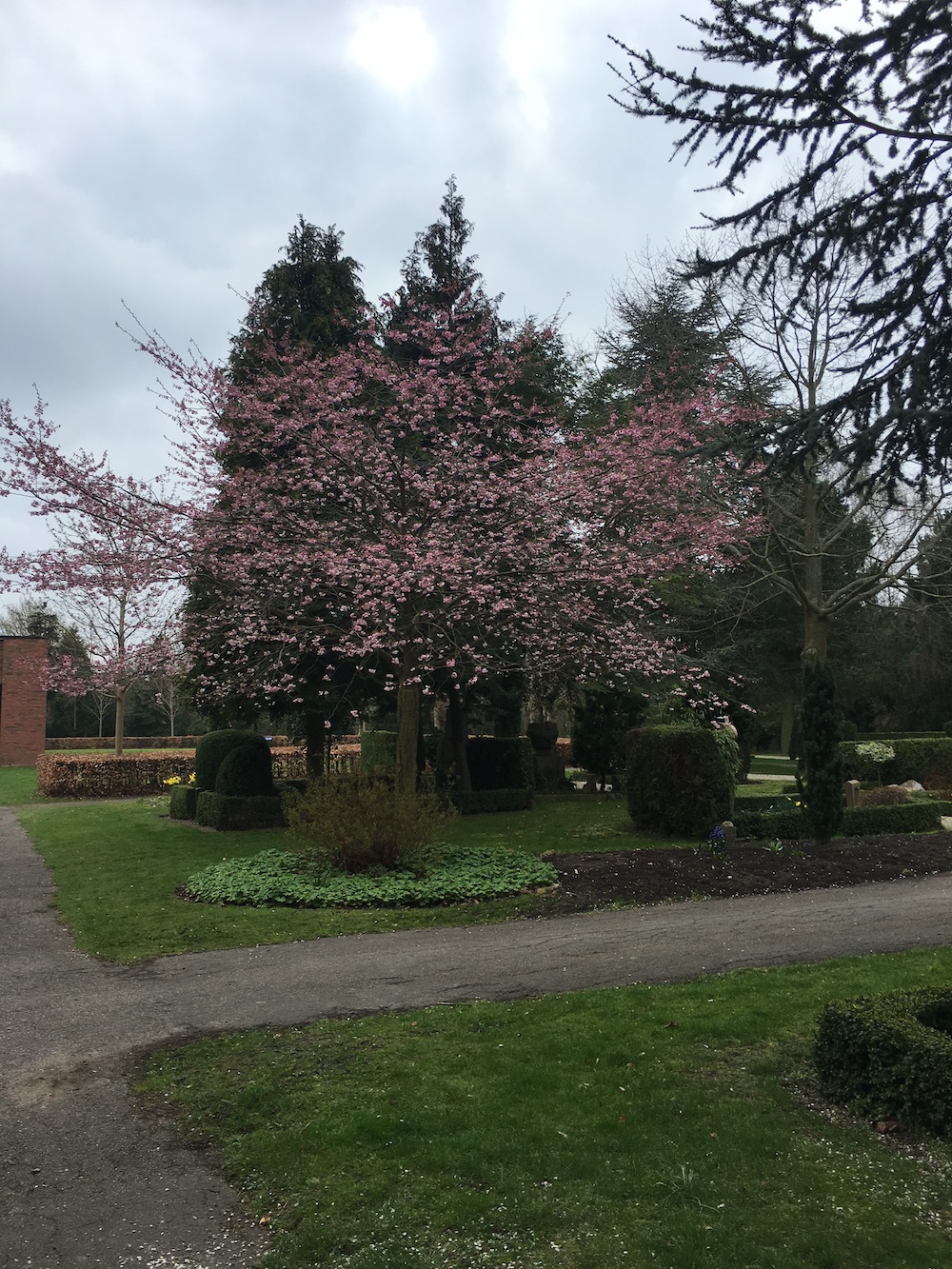 cherry-tree-grundtvigs-kirke-bispebjerg