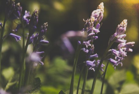 purple flowers in bloom zoom