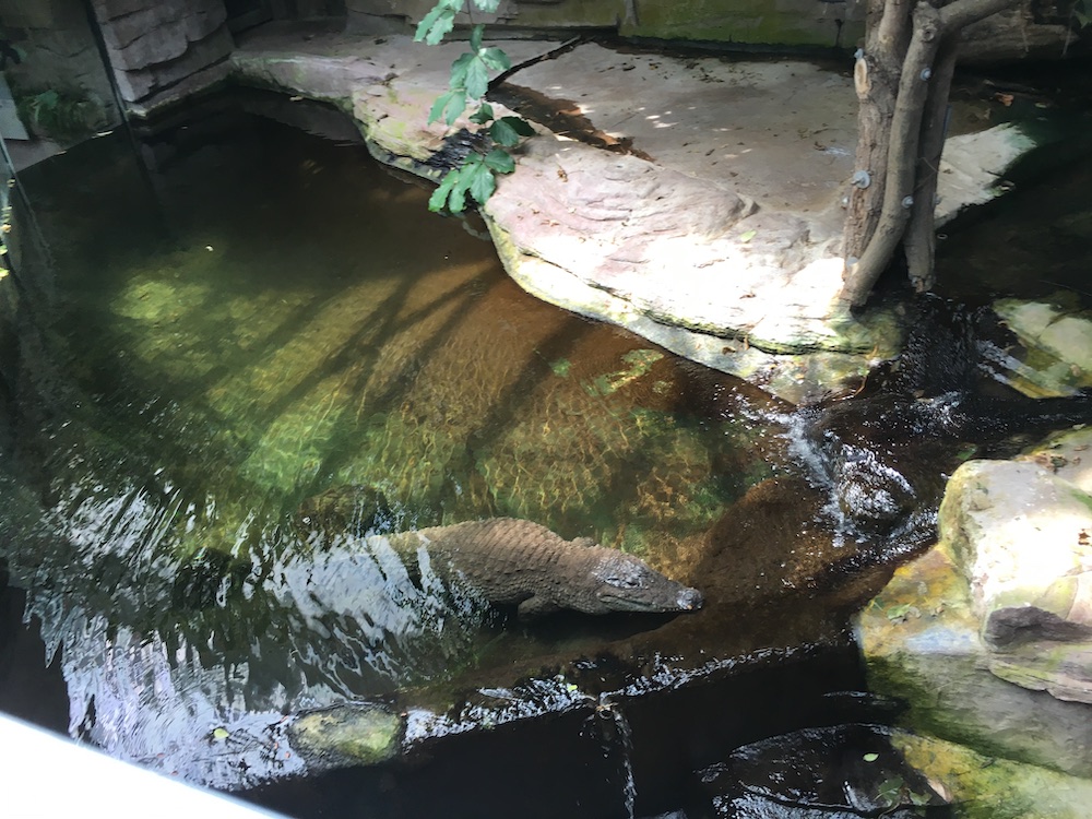 crocodile-copenhagen-zoo-2016