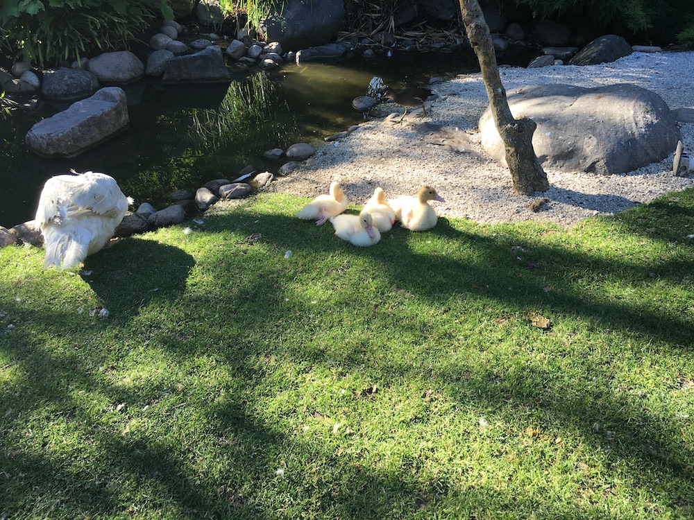 ducks-and-ducklings-tivoli-summer-2016