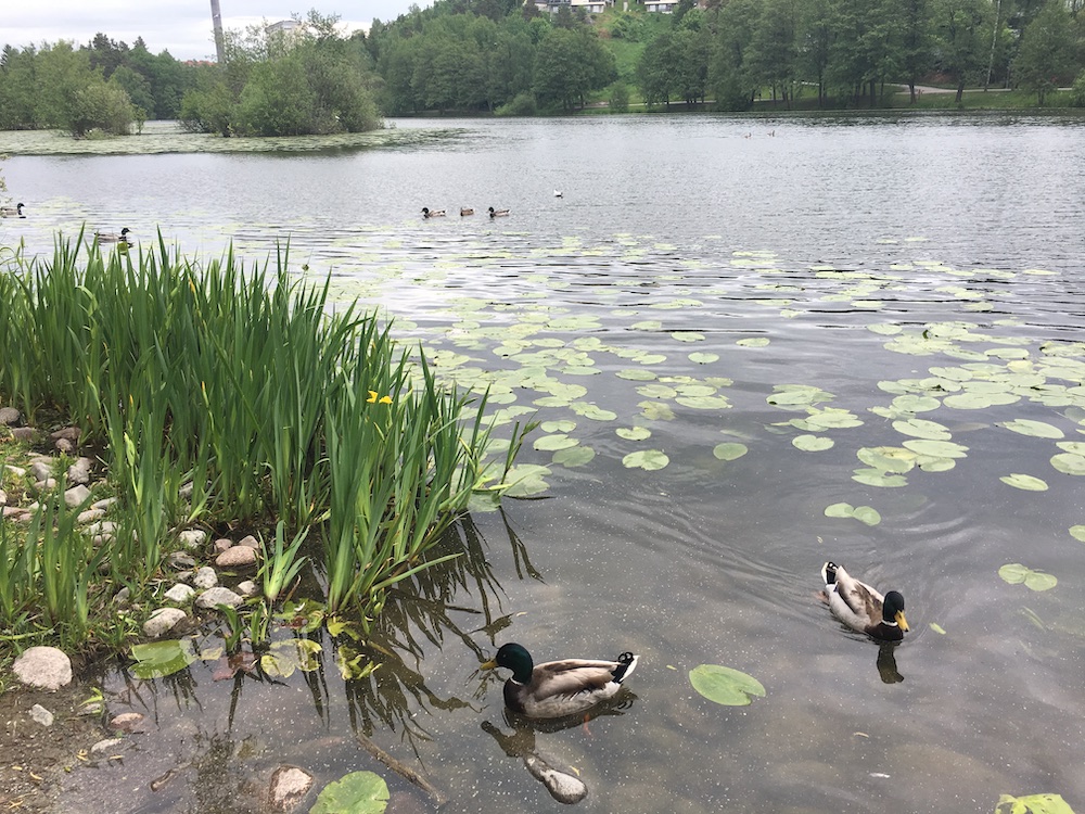 ducks-in-stockholm-2016