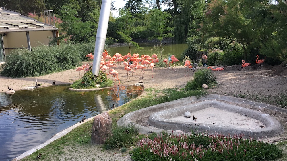flamingos-copenhagen-zoo-july-2016