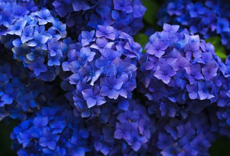 purple rhododendron clumped together