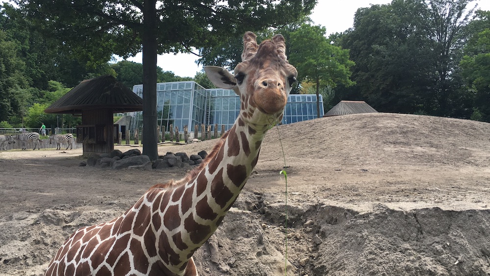 giraffe-copenhagen-zoo-july-2016