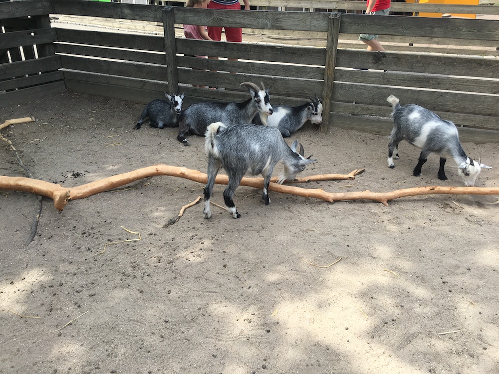 goats-in-copenhagen-zoo-july-2016
