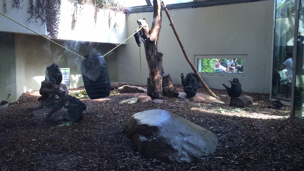 gorillas-copenhagen-zoo-2016