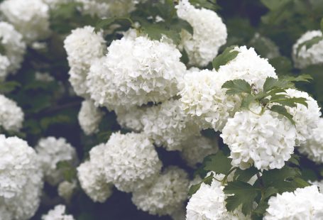 white rhododenron