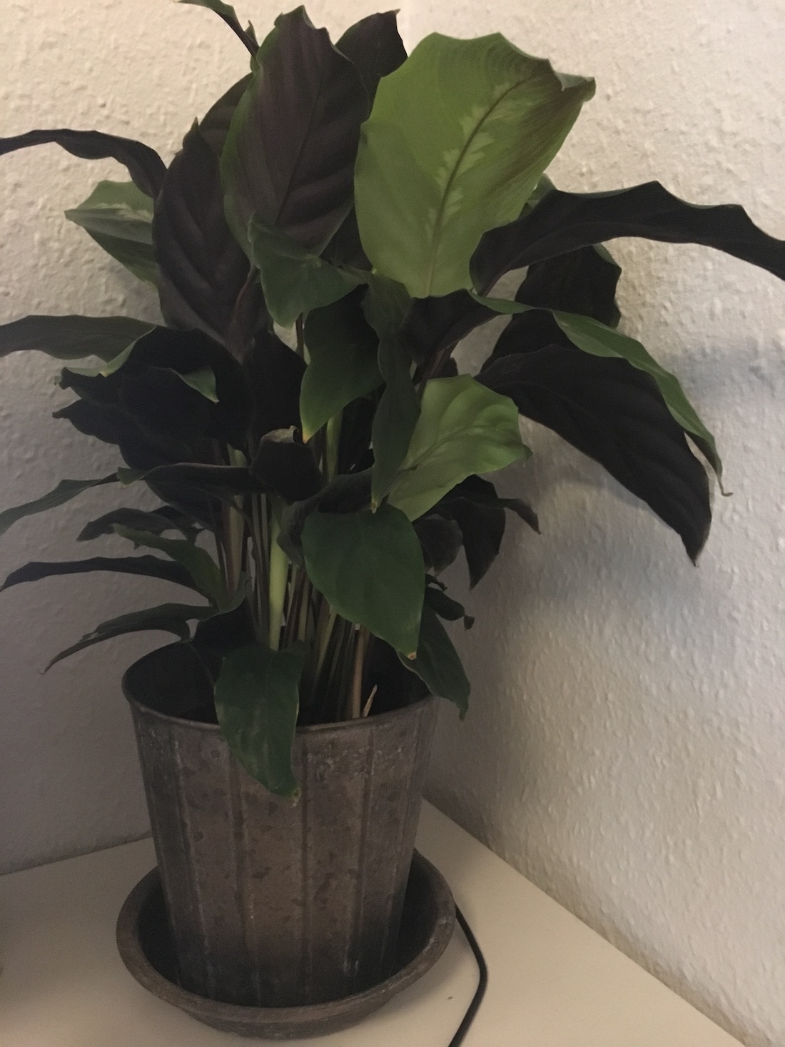 my new green plant baby 2019 jan