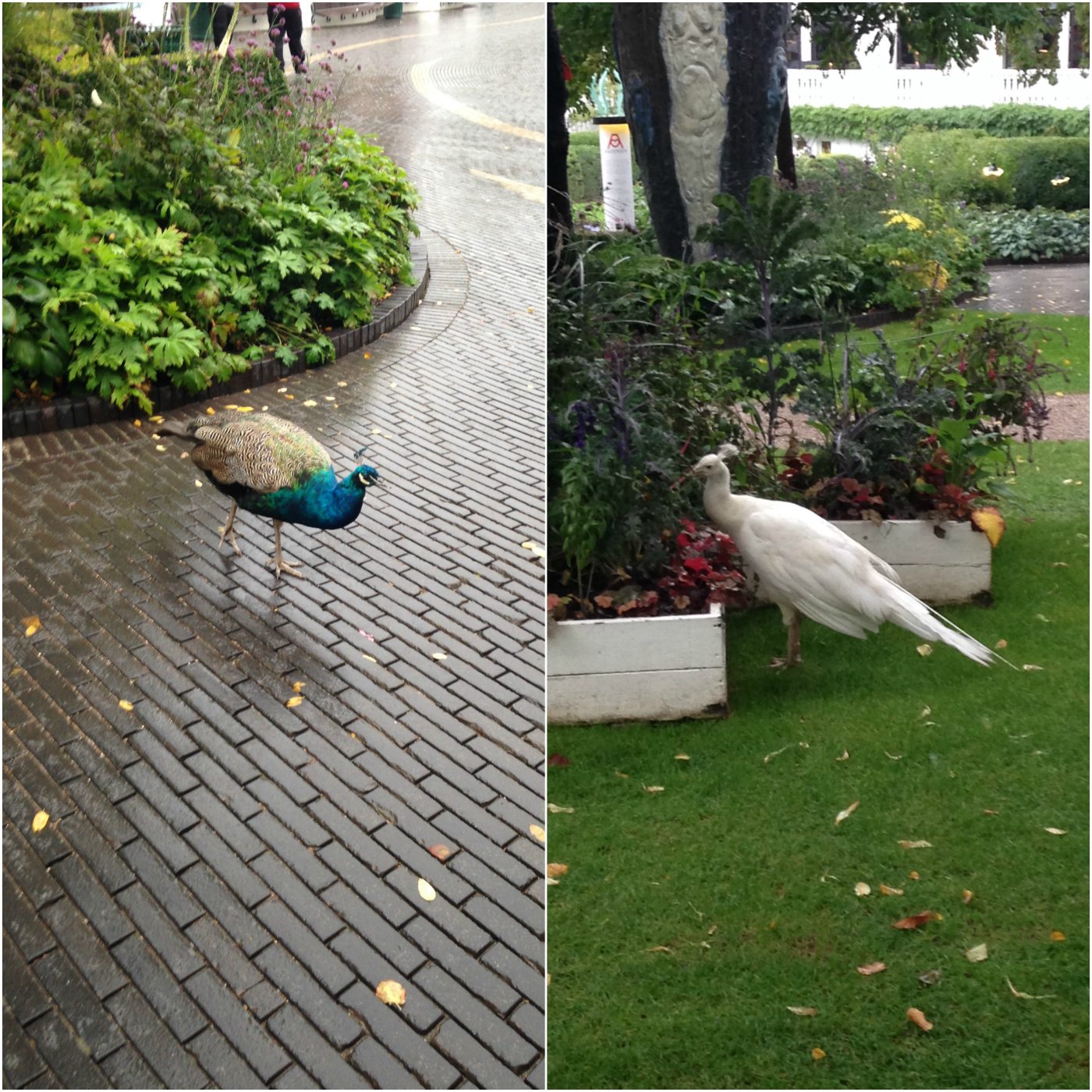 peacocks