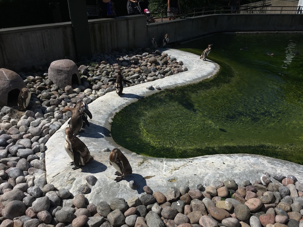 penguins-copenhagen-zoo-july-2016