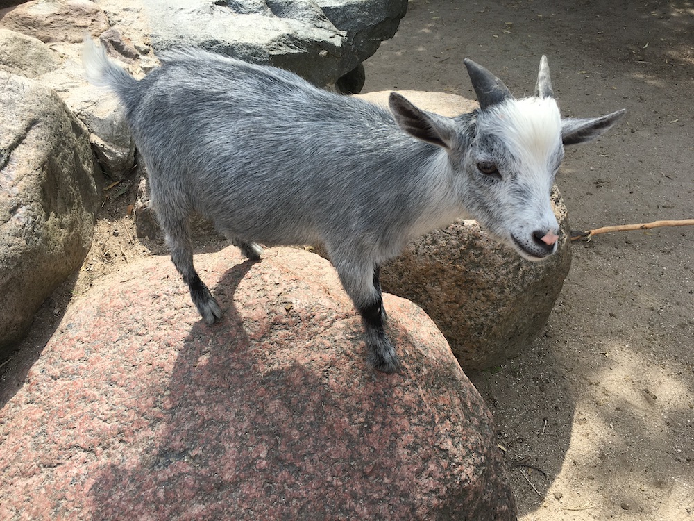petting zoo goat zoologisk have 2016