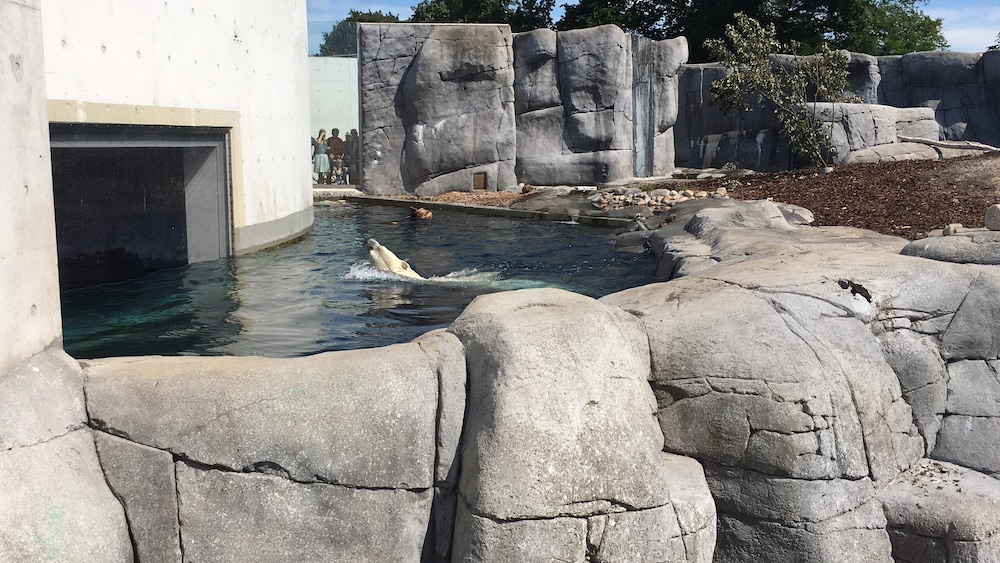 polar-bear-copenhagen-zoo-2016