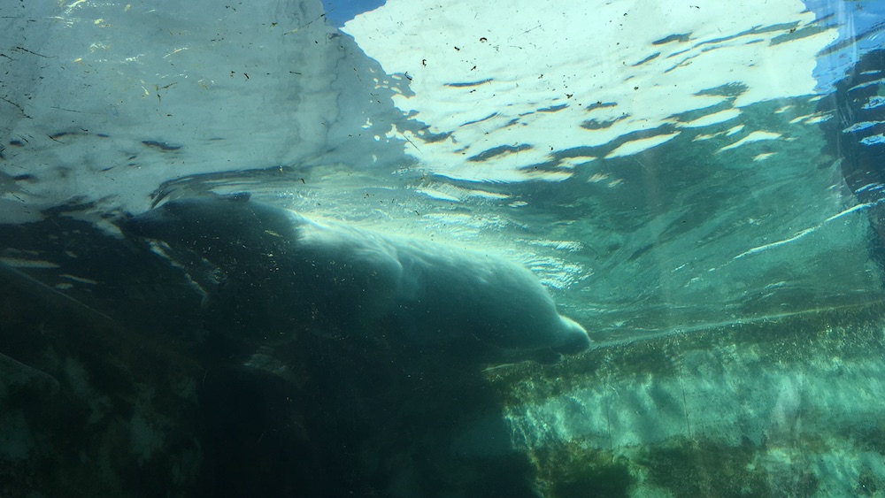 polar-bear-swimming-copenhagen-zoo-2016