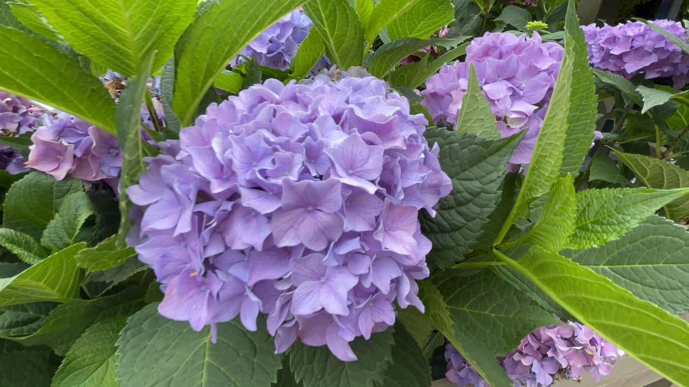 purple rhododendron flowers plantorama