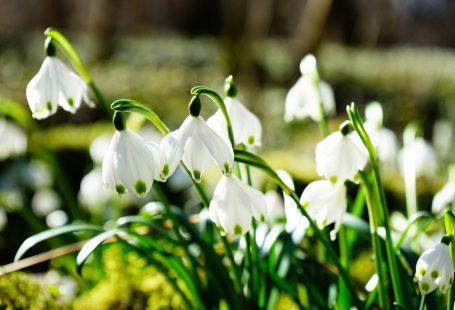 springspring white flowers