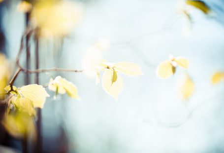 springtime leafs on tree