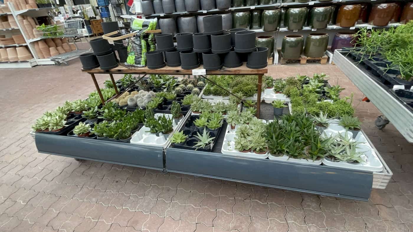 succulents in plantorama hillerød 2021