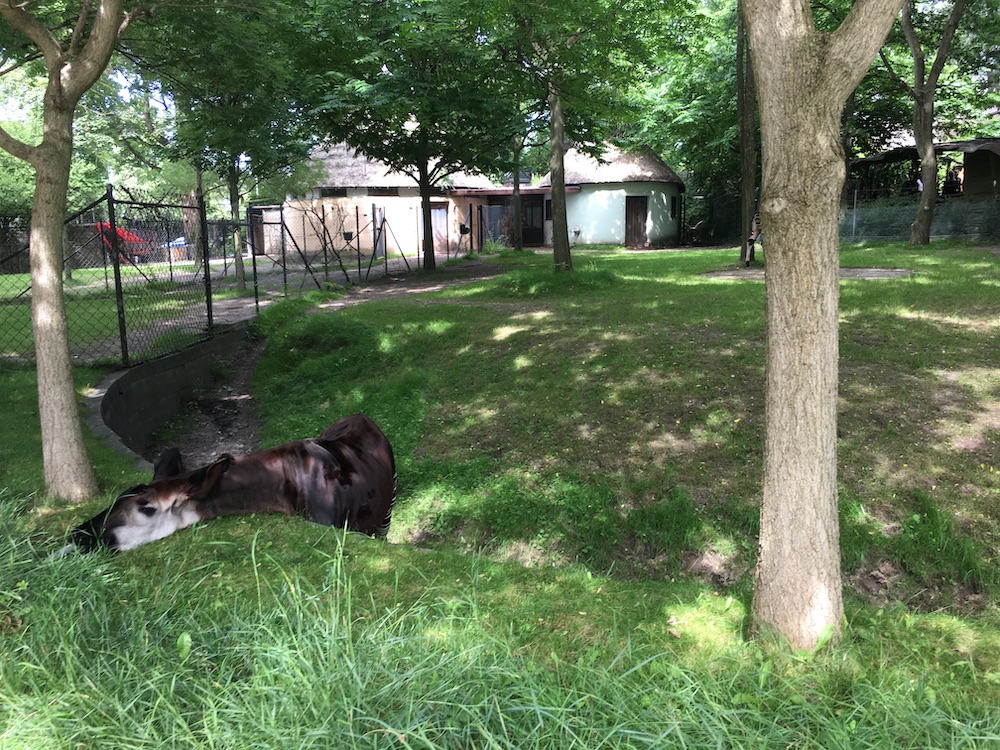 tapir-copenhagen-zoo-july-2016