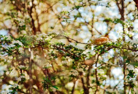 white elderflower looking tree