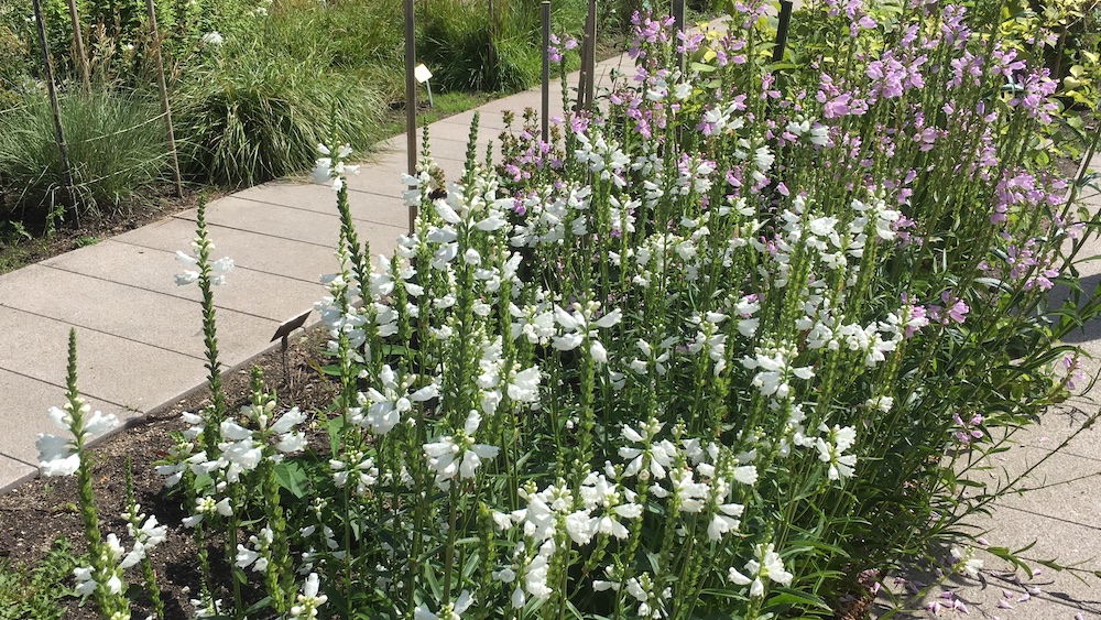 white-flowers-botanical-gardens-copenhagen-16